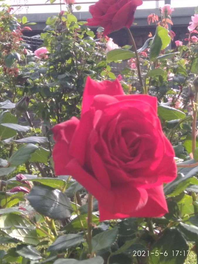 Alle Rose Barcolane Triest Exterior foto